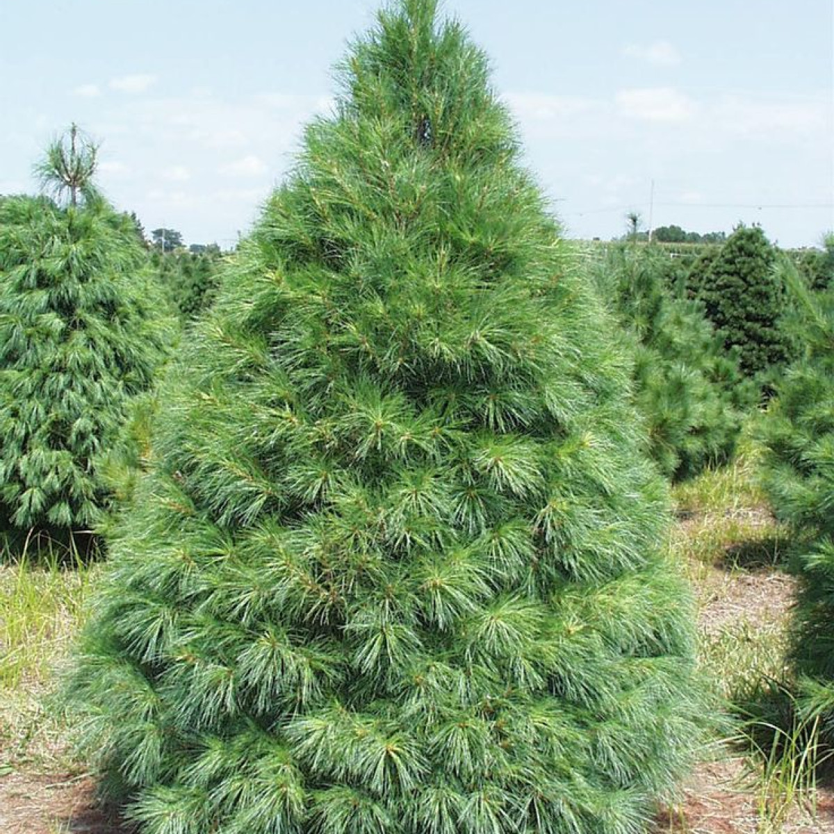 Сосна веймутова в каталоге СЦ Корекозево