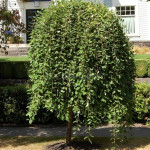 Миниатюра 1. Ива козья 