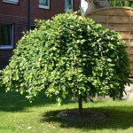 Миниатюра 2. Ива козья 