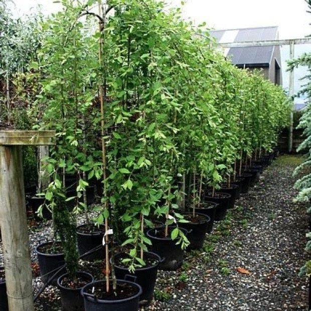 Фото 3. Ива козья 