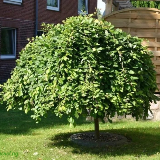 Фото 2. Ива козья 