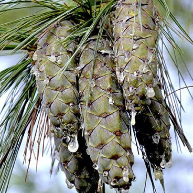 Фото 2. Сосна веймутова в каталоге СЦ Корекозево