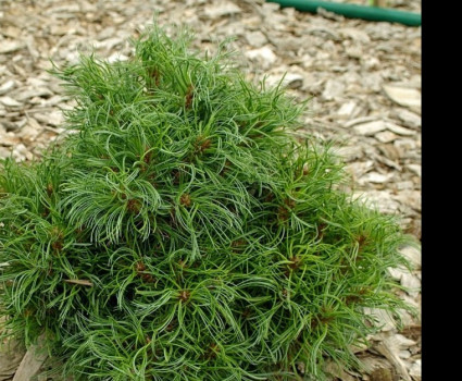 Сосна Веймутова Green Twist в каталоге СЦ Корекозево