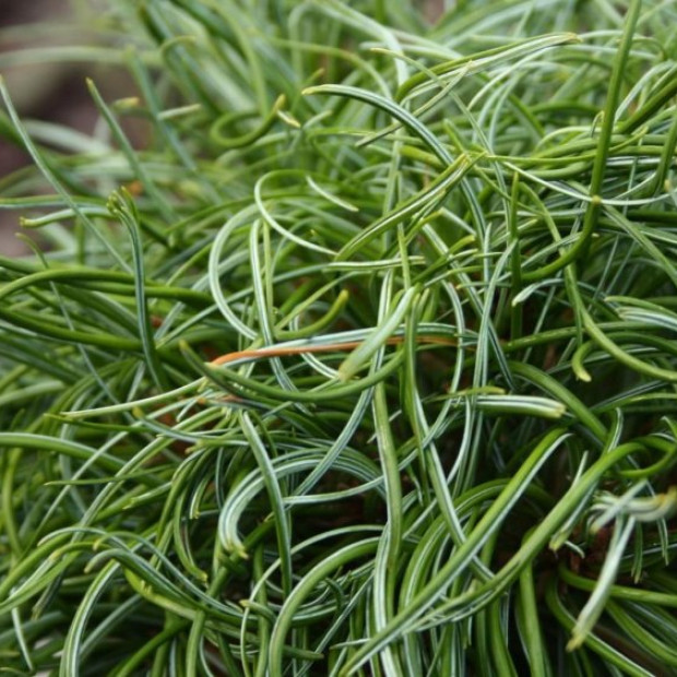 Фото 2. Сосна Веймутова 