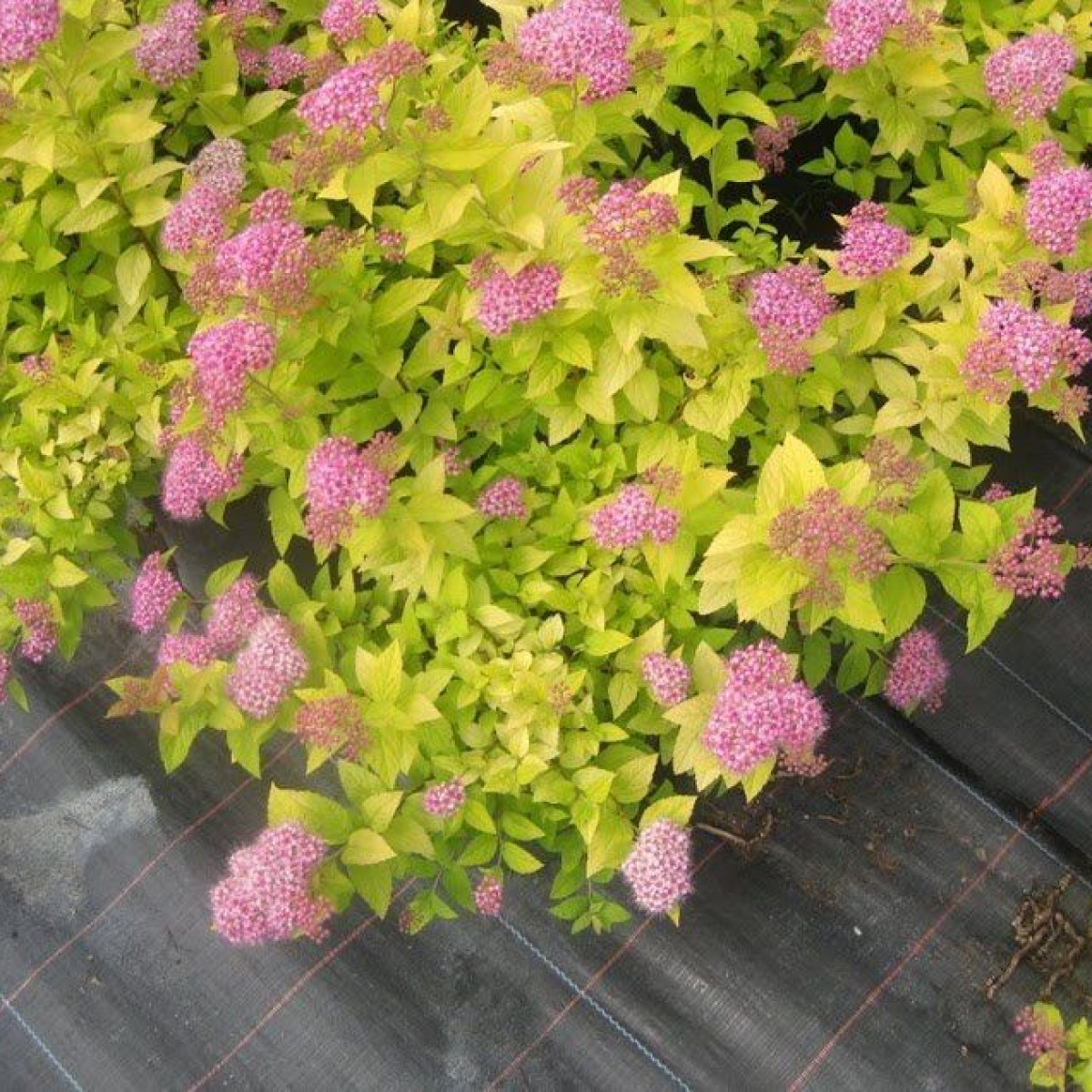 Спирея Голд Маунд в каталоге СЦ Корекозево