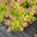 Миниатюра 1. Спирея 