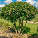 Миниатюра 1. Клён 