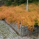 Миниатюра 1. Стефанандра надрезанная в каталоге СЦ Корекозево