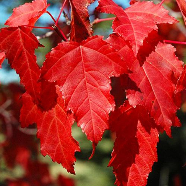 Фото 3. Клён 