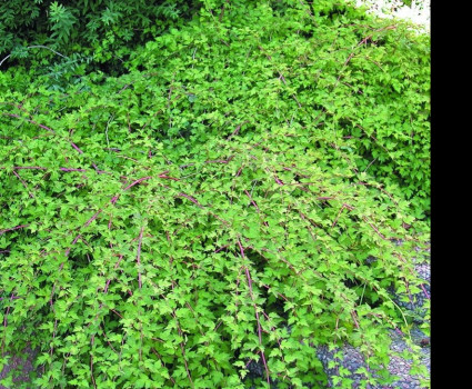 Стефанандра надрезаннолистная Crispa (нейлия) в каталоге СЦ Корекозево