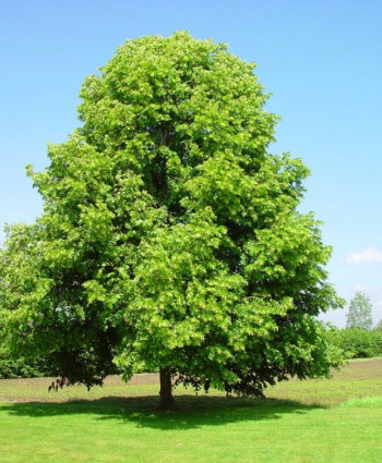 Липа мелколистная в каталоге СЦ Корекозево