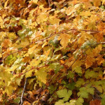 Миниатюра 2. Стефанандра надрезаннолистная 