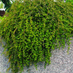 Миниатюра 3. Стефанандра надрезаннолистная 