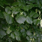 Миниатюра 2. Липа мелколистная в каталоге СЦ Корекозево