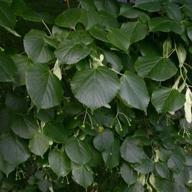 Фото 2. Липа мелколистная в каталоге СЦ Корекозево