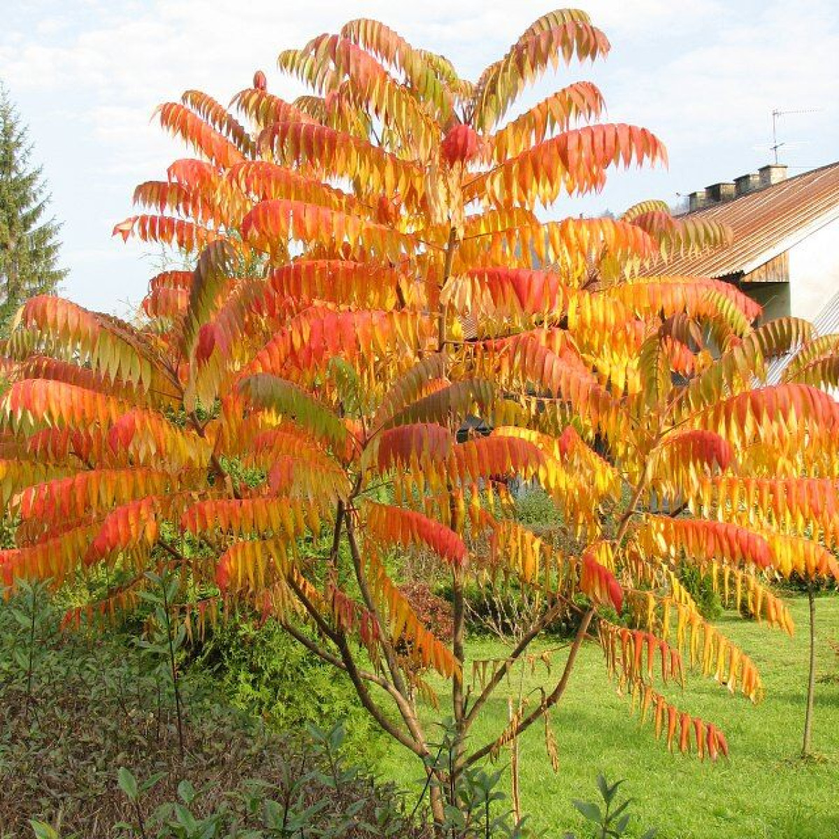 Сумах пушистый или оленерогий (rhus typhina) в каталоге СЦ Корекозево