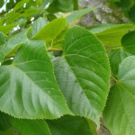 Миниатюра 2. Липа крупнолистная в каталоге СЦ Корекозево