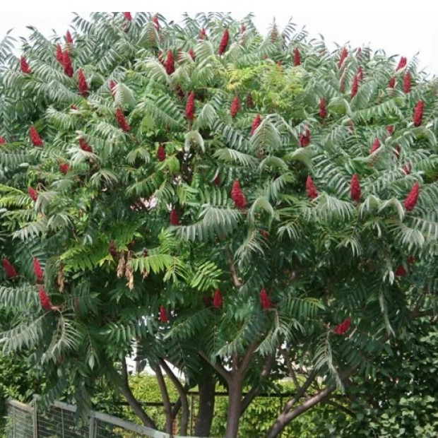 Фото 3. Сумах пушистый или оленерогий (rhus typhina) в каталоге СЦ Корекозево