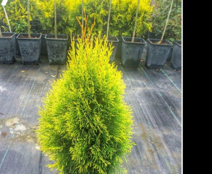 Туя западная Golden Smaragd в каталоге СЦ Корекозево