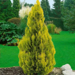 Миниатюра 3. Туя западная 