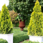 Миниатюра 4. Туя западная 