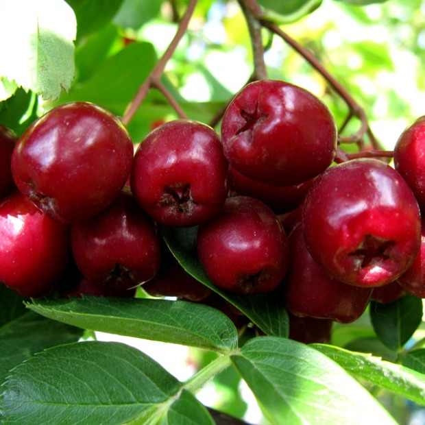 Фото 1. Рябина 