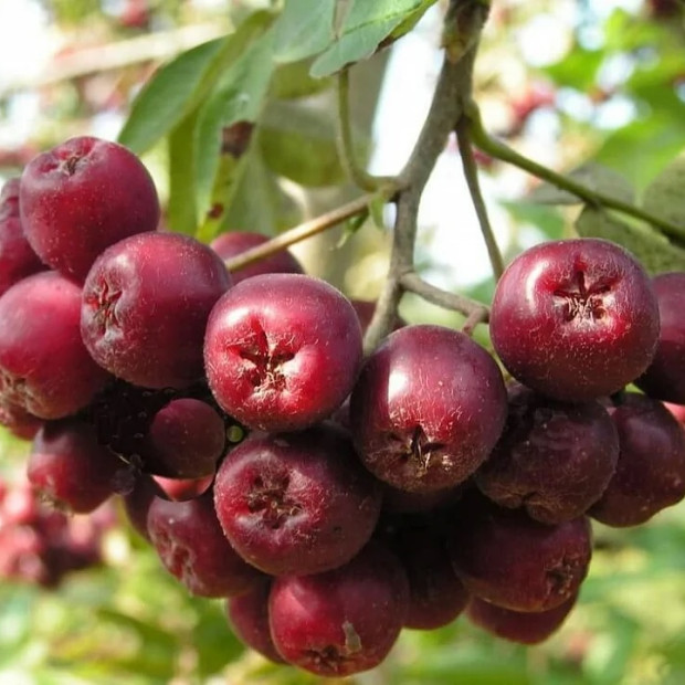 Фото 2. Рябина 