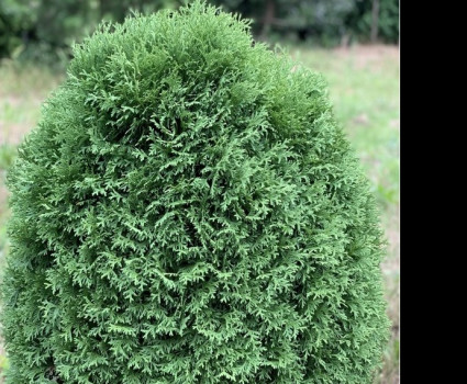 Туя западная Hoseri в каталоге СЦ Корекозево