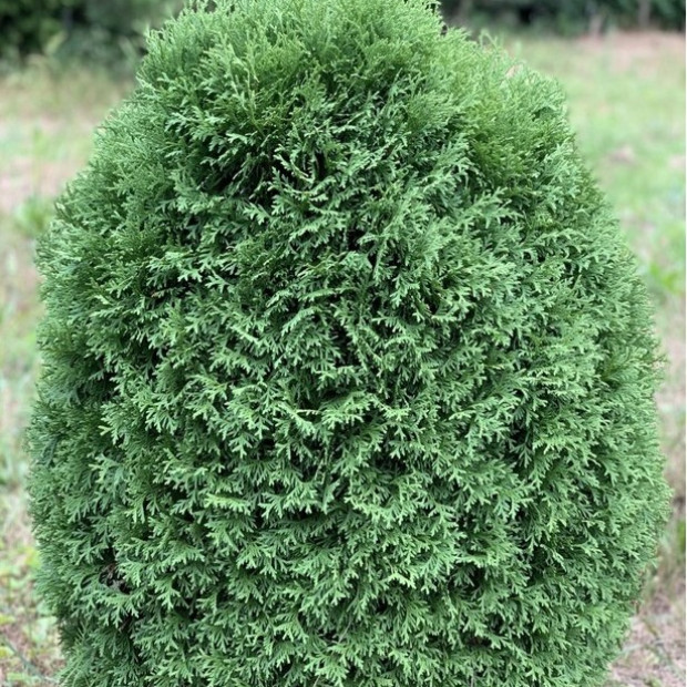 Фото 1. Туя западная 