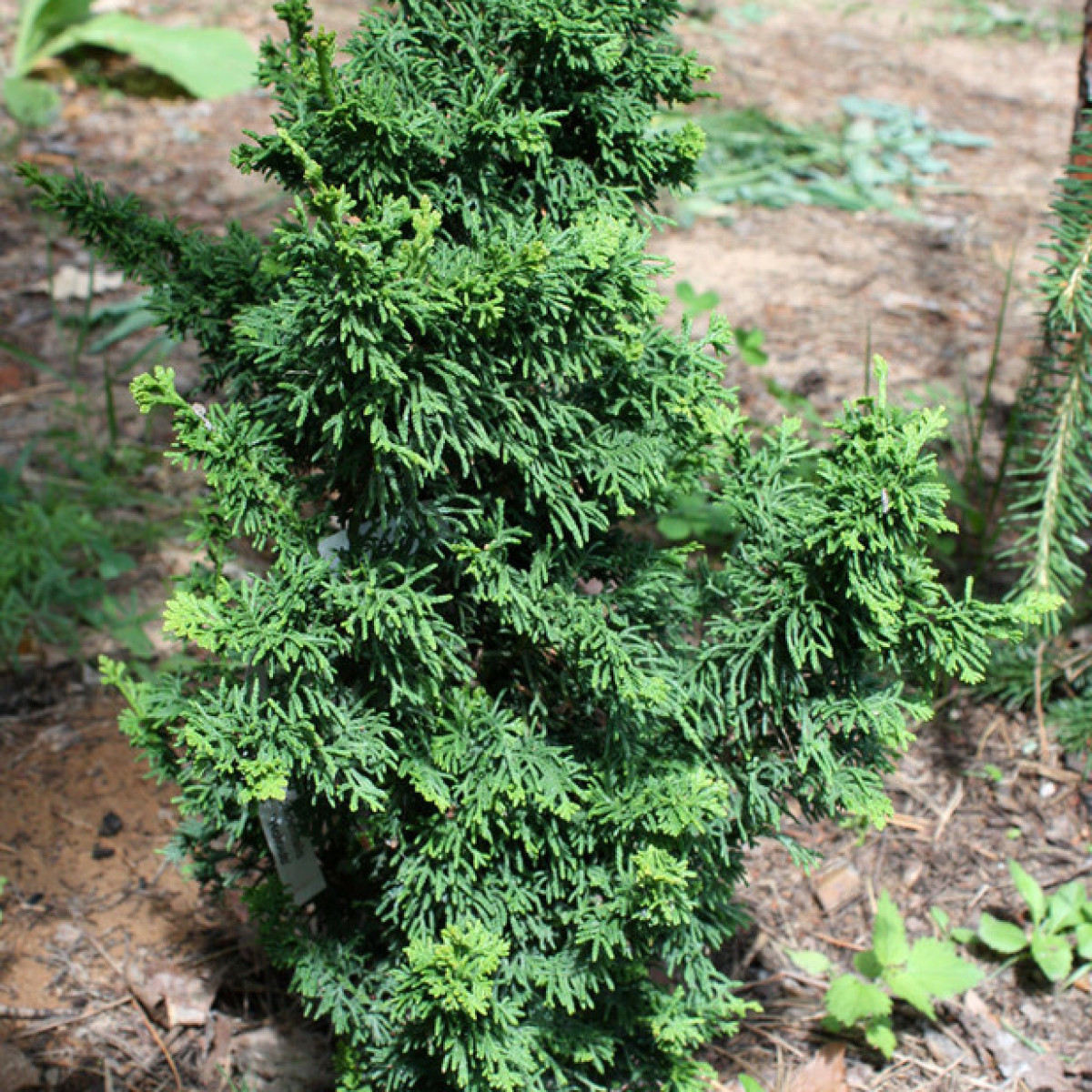 Туя западная Maloniana Holub в каталоге СЦ Корекозево