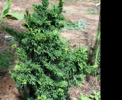 Туя западная Maloniana Holub в каталоге СЦ Корекозево