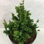 Миниатюра 2. Туя западная 