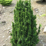 Миниатюра 4. Туя западная 