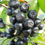 Миниатюра 2. Рябина черноплодная 