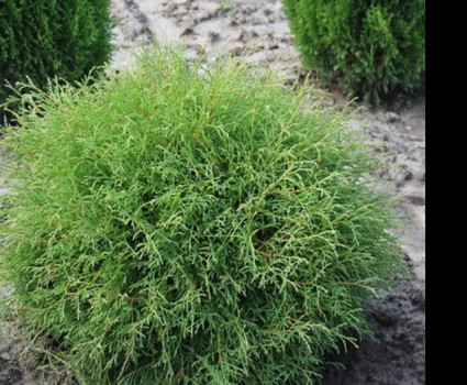 Туя западная Mr. Bowling Ball в каталоге СЦ Корекозево