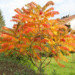 Миниатюра 2. Сумах пушистый или оленерогий (rhus typhina) в каталоге СЦ Корекозево