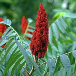 Миниатюра 3. Сумах пушистый или оленерогий (rhus typhina) в каталоге СЦ Корекозево