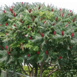 Миниатюра 1. Сумах пушистый или оленерогий (rhus typhina) в каталоге СЦ Корекозево