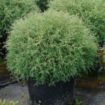 Миниатюра 2. Туя западная 