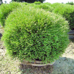 Миниатюра 3. Туя западная 