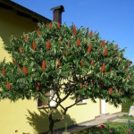 Миниатюра 4. Сумах пушистый или оленерогий (rhus typhina) в каталоге СЦ Корекозево