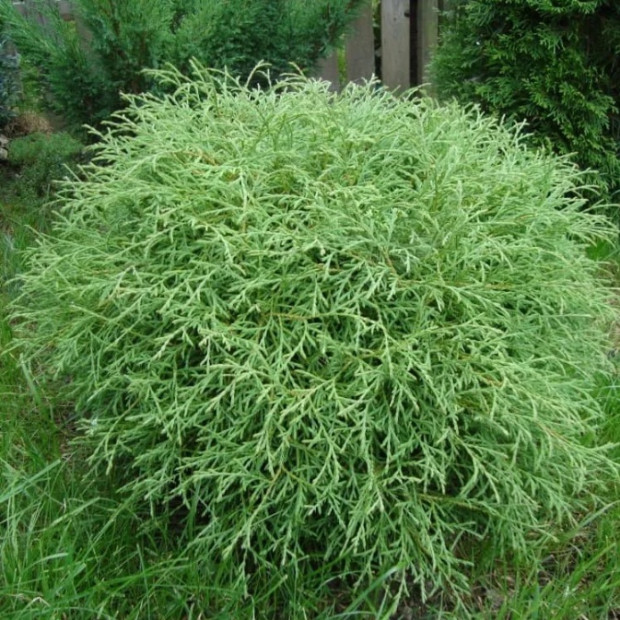 Фото 4. Туя западная 