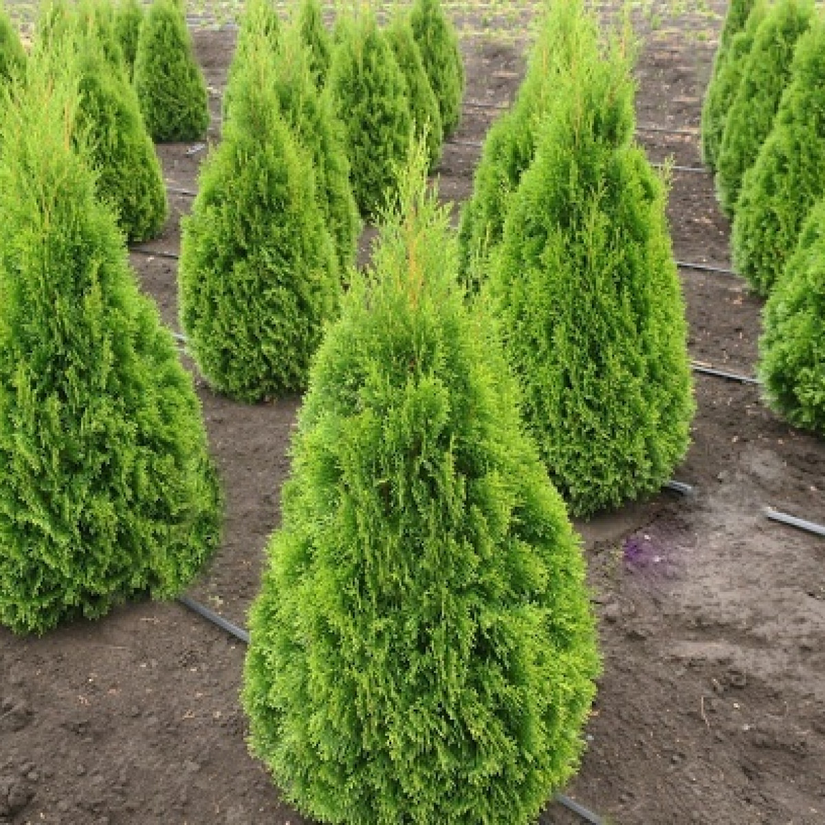 Туя западная Smaragd Witbont в каталоге СЦ Корекозево