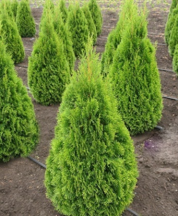 Туя западная Smaragd Witbont в каталоге СЦ Корекозево