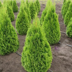 Миниатюра 1. Туя западная 