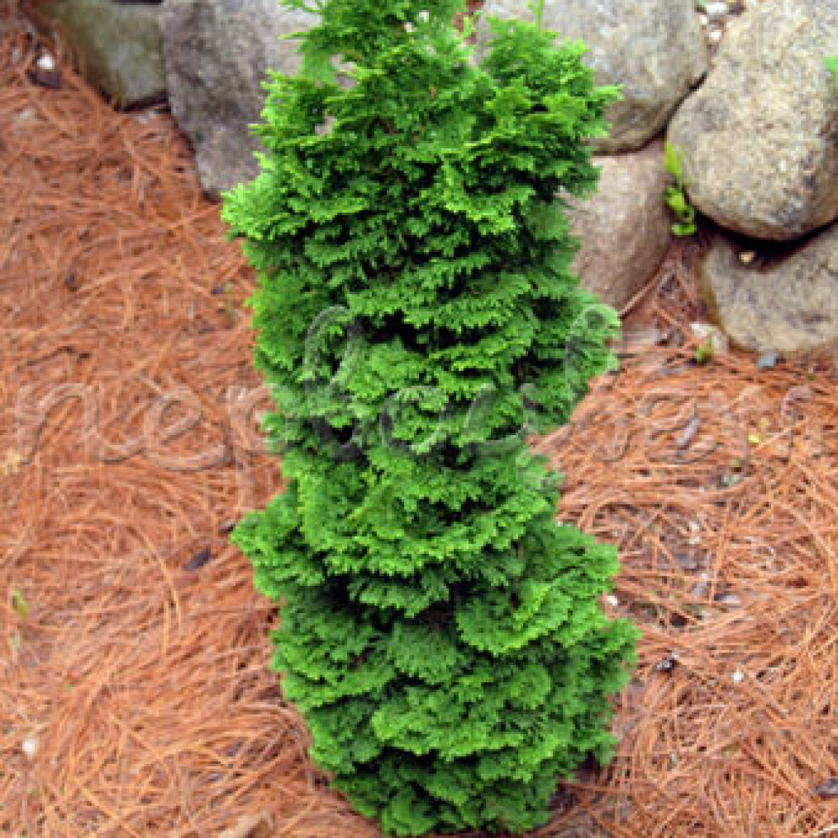 Туя западная Spiralis в каталоге СЦ Корекозево