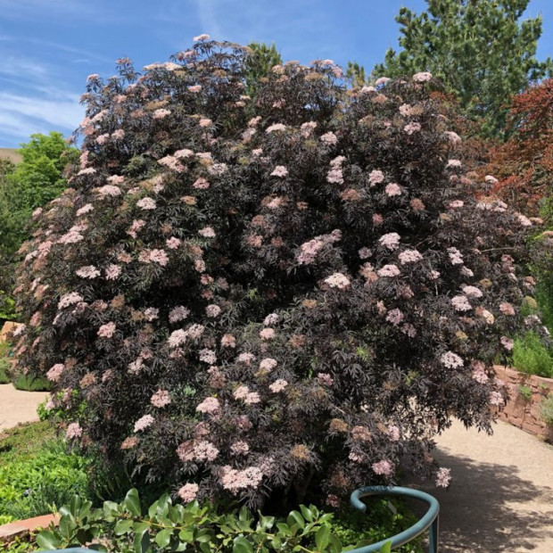 Фото 3. Бузина черная 