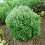 Миниатюра 2. Туя западная 