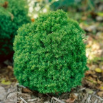 Миниатюра 3. Туя западная 