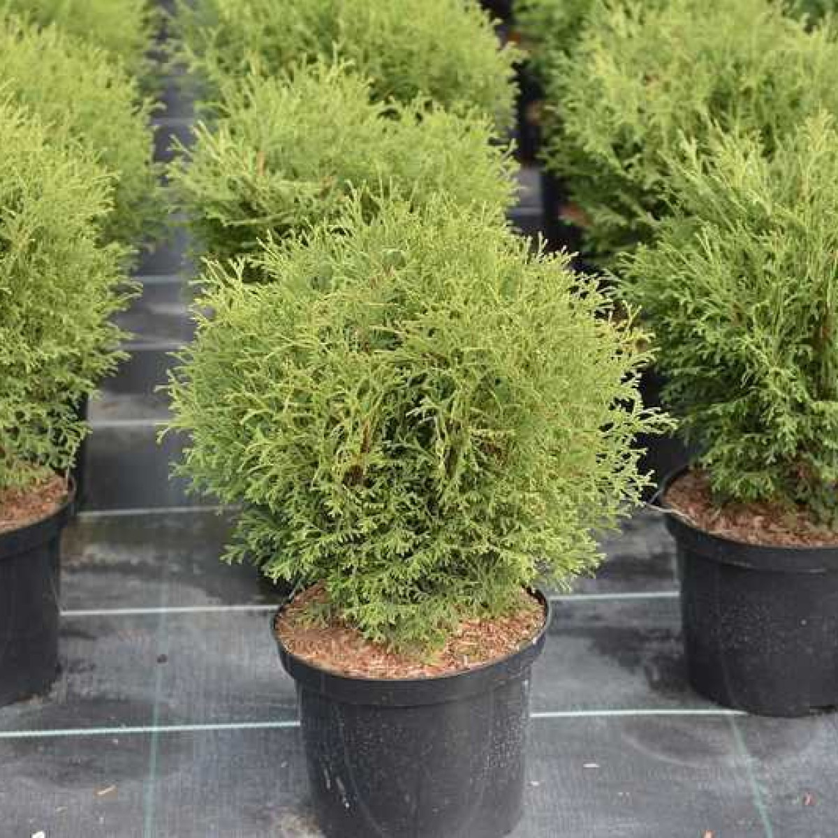 Туя западная Tiny Tim в каталоге СЦ Корекозево